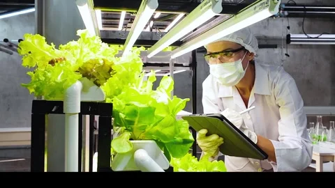 Scientist in a lab coat examines hydroponic lettuce using a digital tablet. Video stock 313877926