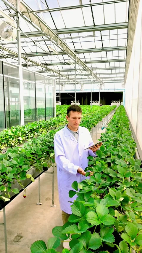 Scientist in lab coat inspecting strawberry plants with a tablet in a high-.. Stock Footage 305747503