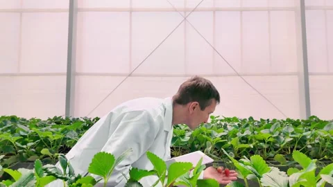 Scientist in a lab coat inspects crops inside a bright greenhouse, taking notes Stock Footage 319472305