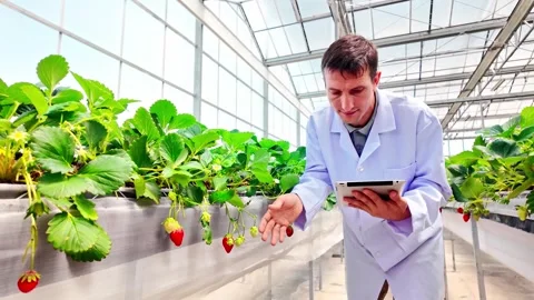 Scientist in lab coat inspects a ripe strawberry in a hydroponic greenhouse. 動画素材 302351111