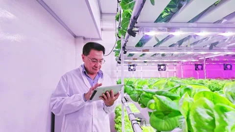 Scientist in lab coat monitors hydroponic lettuce growth using a digital tablet Stock Footage 314370851