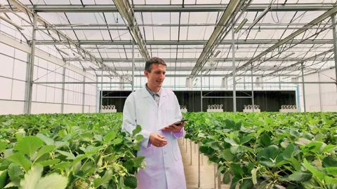 Scientist in lab coat stands among rows of strawberry plants in a greenhouse Stock Footage 314370864
