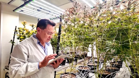 Scientist in a lab coat uses a tablet to monitor cannabis plants indoor farm 動画素材 302351122