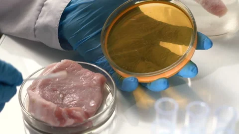 A scientist in the laboratory conducts a microbiological analysis of meat. Video stock 100211688