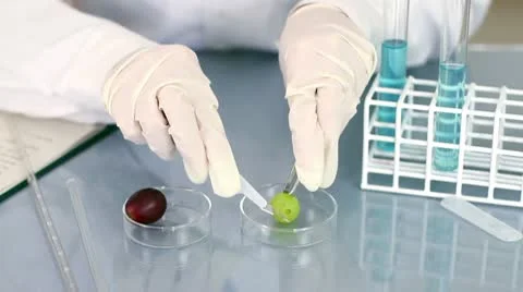 Scientist in laboratory slicing and putting grapes in test tubes HD Stock Footage 10638166