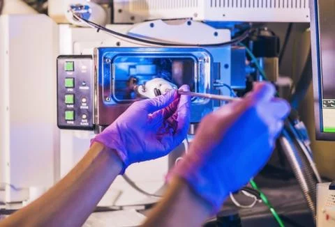 Scientist in a laboratory works with an electron microscope gateway. Putting  Stock Photos