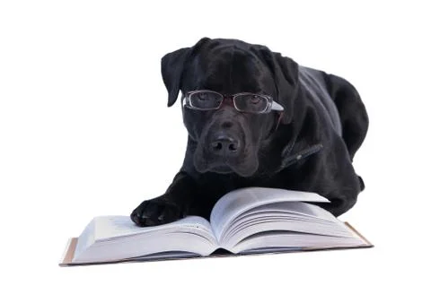 The Scientist Labrador Stock Photos