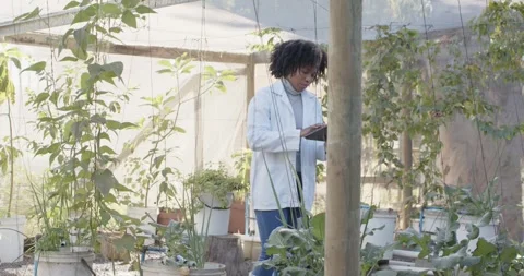 Scientist is leaning in, examining leaf, logging data on tablet and checking Stock Footage 338409684