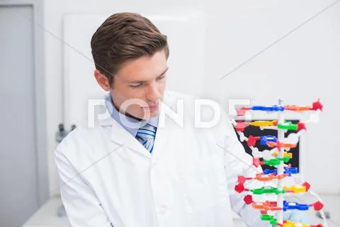 Scientist looking at dna model Stock Photos
