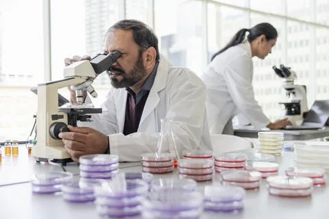 Scientist looking at petri dish under microscope in laboratory Stock Photos