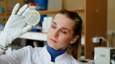 Scientist looking a petri dish. Young woman microbiologist checking Petri dish Stock Footage 87119399