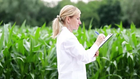 Scientist looks at corn in the field Stock Footage 112759476