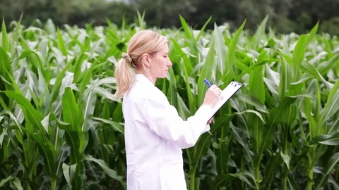 Scientist looks at corn in the field Stock Footage 112759505