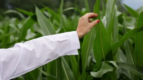 Scientist looks at corn in the field Stock Footage 112759548