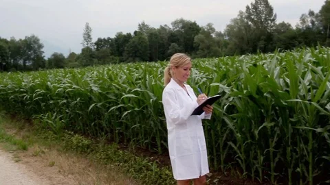 Scientist looks at corn in the field Stock Footage 112759705