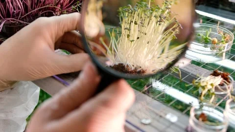 A scientist looks at microgreens under a magnifying glass close-up. Healthy food Stock Footage 168438961