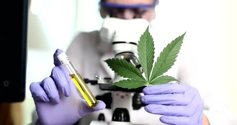 Scientist looks at microscope on a sheet of hemp, close-up Stock Footage 271193341