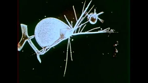 A scientist looks under a microscope to observe how small insects get eaten by Stockbeeldmateriaal 102501914