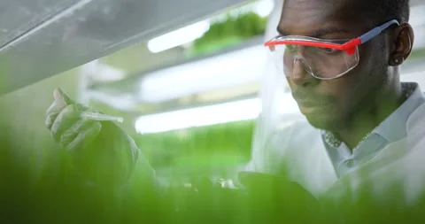 Scientist makes analysis of plants. Stock Footage 156065502