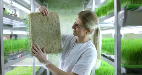 Scientist makes analysis of plants. Stock Footage 156066072