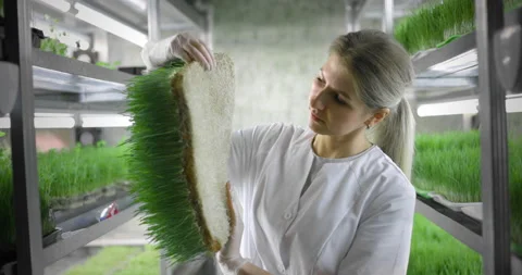 Scientist makes analysis of plants. Видео 156332910