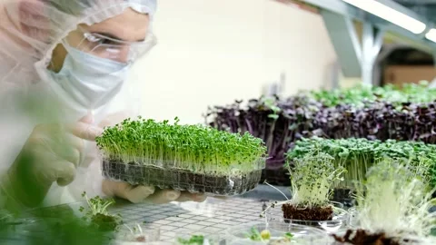 Scientist makes analysis of plants. Stock Footage 168489217