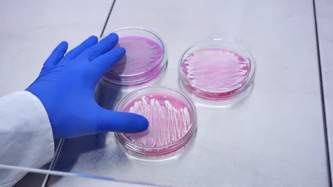 The scientist makes manipulations in the laboratory. Stock Footage 177474972