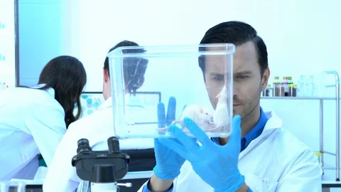 Scientist male observing behavior experiment animals in lab. Stock Footage 109138365