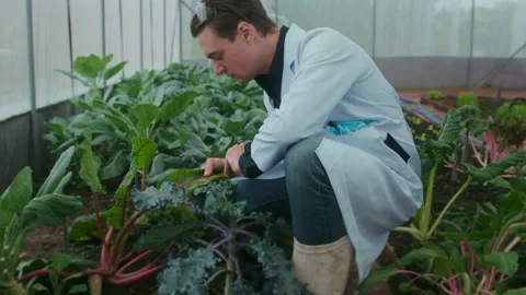 A scientist man is analyzing organic vegetables plants in greenhouse , concep Vídeos de archivo 205551998