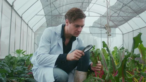 A scientist man is analyzing organic vegetables plants in greenhouse , concep 動画素材 205552757