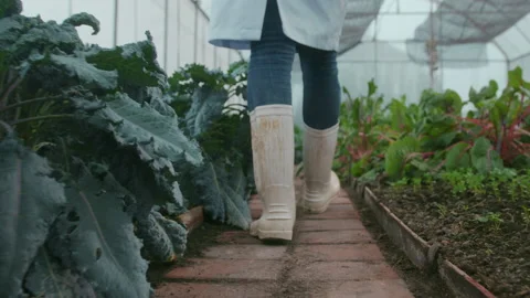 A scientist man is analyzing organic vegetables plants in greenhouse , concep 스톡 동영상 205552760