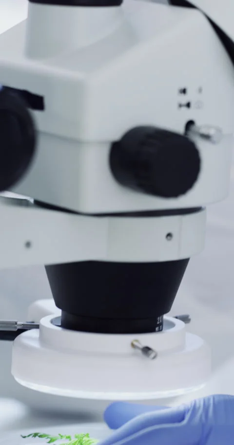 Scientist, man and plant in lab with microscope, research and inspection for Stock Footage 336703042
