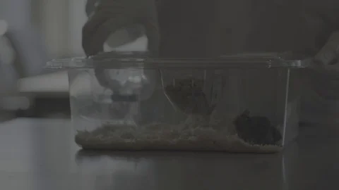 Scientist manipulating a plastic container with three laboratory mice in it Stock Footage 104246205