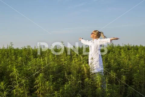 Scientist on marijuana field happy and satisfied with CBD hemp plants. Stock Photos