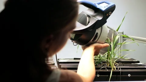 Scientist measures device equipment work, science barley biotechnology Stock Footage 217002235
