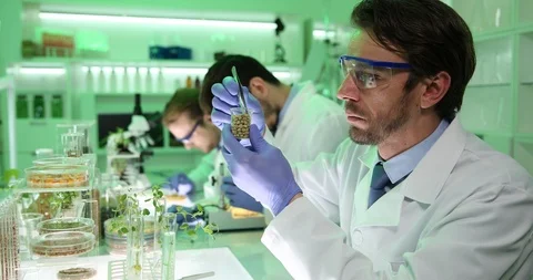 Scientist Men Studying Seed of Wheat Engineering Development Activity Laboratory Video stock 87923530