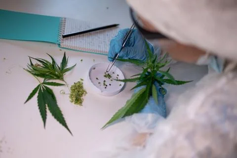 A scientist is meticulously analyzing various cannabis samples in a specialized Stock Photos