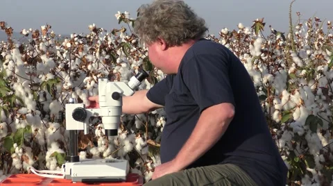 A scientist with microscope finds insects in cotton wool sample Видео 56059755