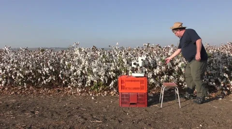 A scientist with microscope searches for insects in cotton leaf sample Stock Footage 56056865