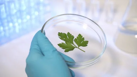 A scientist in a modern laboratory studies GMO plants. Pour reagent or mutagen Stock Footage 122360946