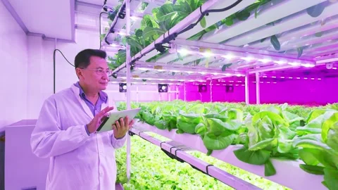 A scientist monitors hydroponic plants in a modern indoor farm, using tablet. Stock-Footage 295920232