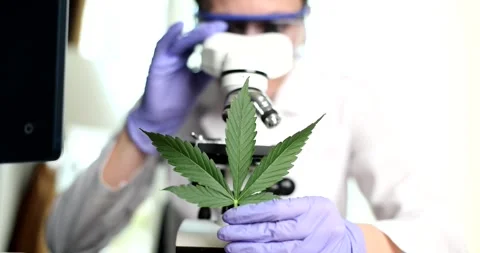 Scientist observes cannabis leaf through microscope lens Stock Footage 312935312