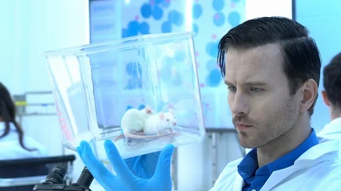 Scientist observing behavior experiment animals in lab. Stock-Footage 106666825