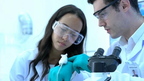 Scientist observing behavior experiment animals in lab. Rats were used in lab. Stock Footage 106868559