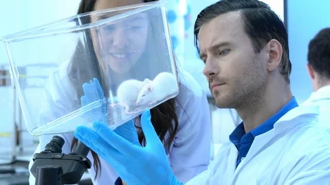 Scientist observing behavior experiment animals in lab. Rats were used in lab. Stock Footage 106870278