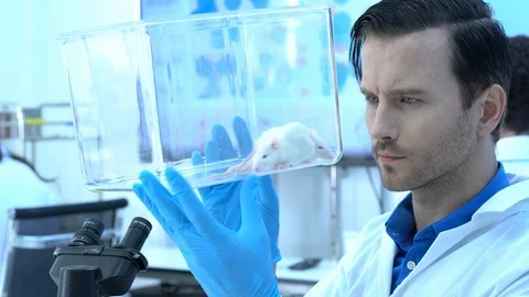Scientist observing behavior experiment animals in lab. Rats were used in lab. Stock Footage 106870411