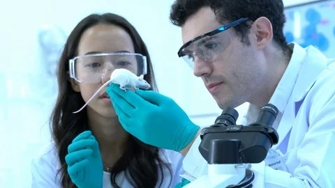 Scientist observing behavior experiment animals in lab. Stock Footage 108621594