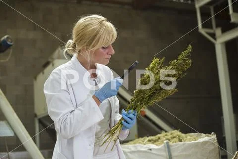 Scientist observing dry CBD hemp flowers with magnifying glass in factory Stock Photos