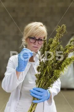 Scientist observing seeds of dry CBD hemp flowers with tweezers in factory Stock Photos