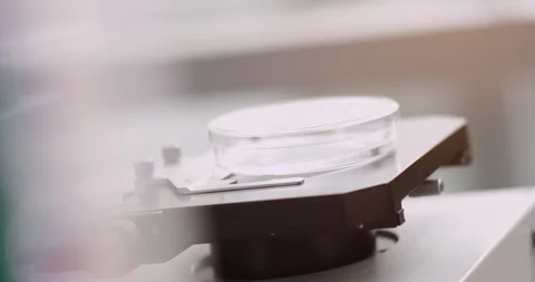 Scientist opening petri dish on a microscope Stock Footage 104595467